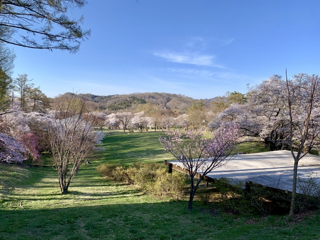 桜の時期 園内