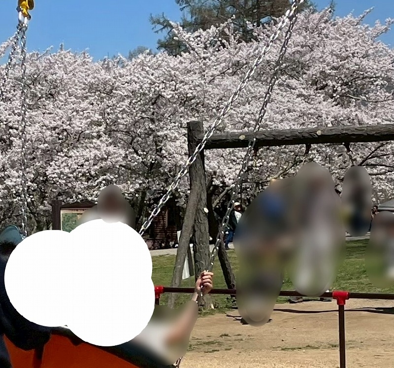 桜の時期 園内