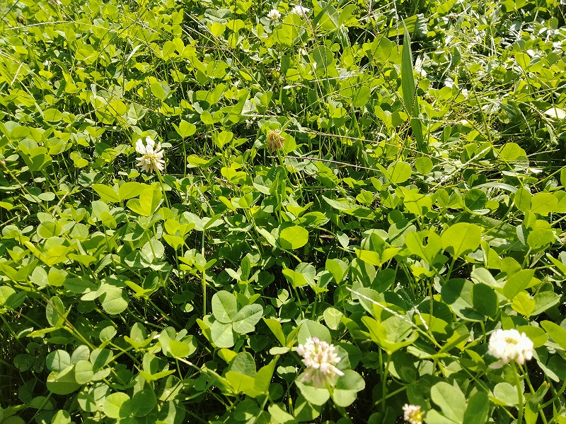 夏目ヶ原親水公園 クローバー摘み